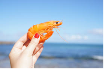 A Shrimp’s Heart is in its Head; Check to See Amazing Facts